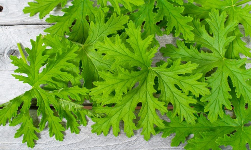 is citronella safe for dogs