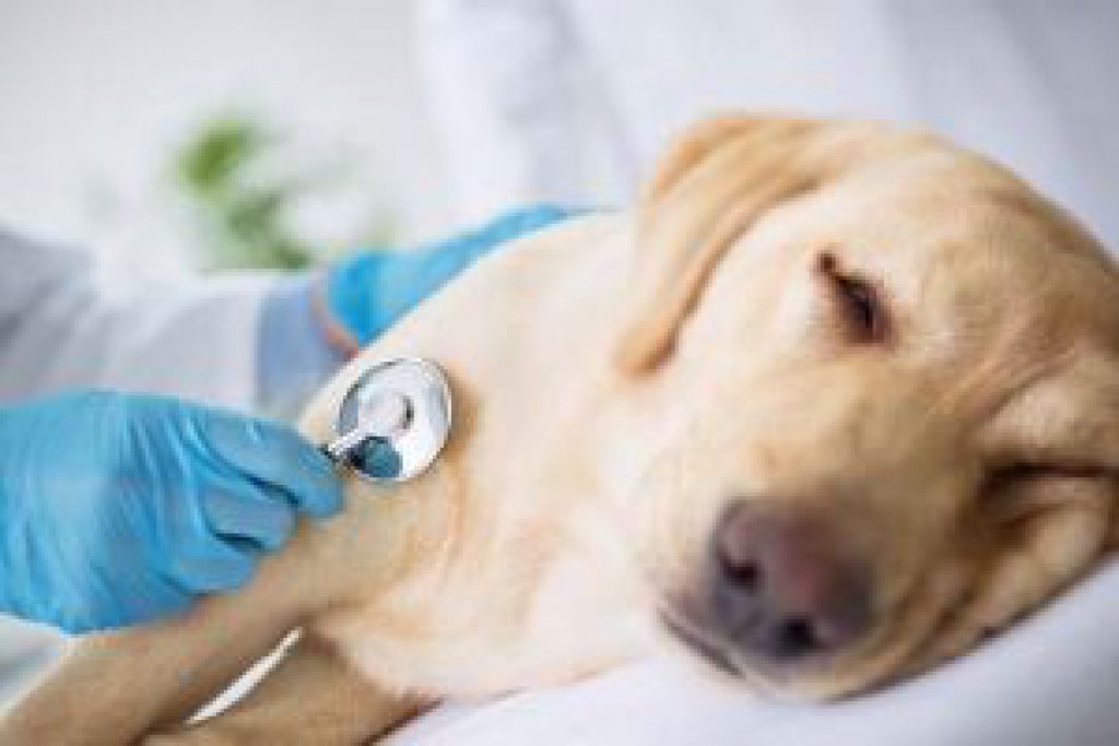 Dog Enlarged Heart Natural Treatment