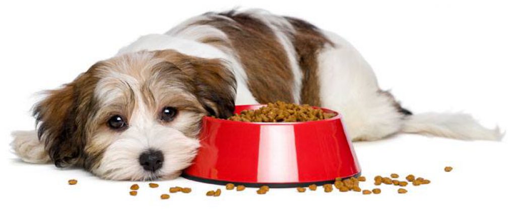 is dry dog food bad for dogs