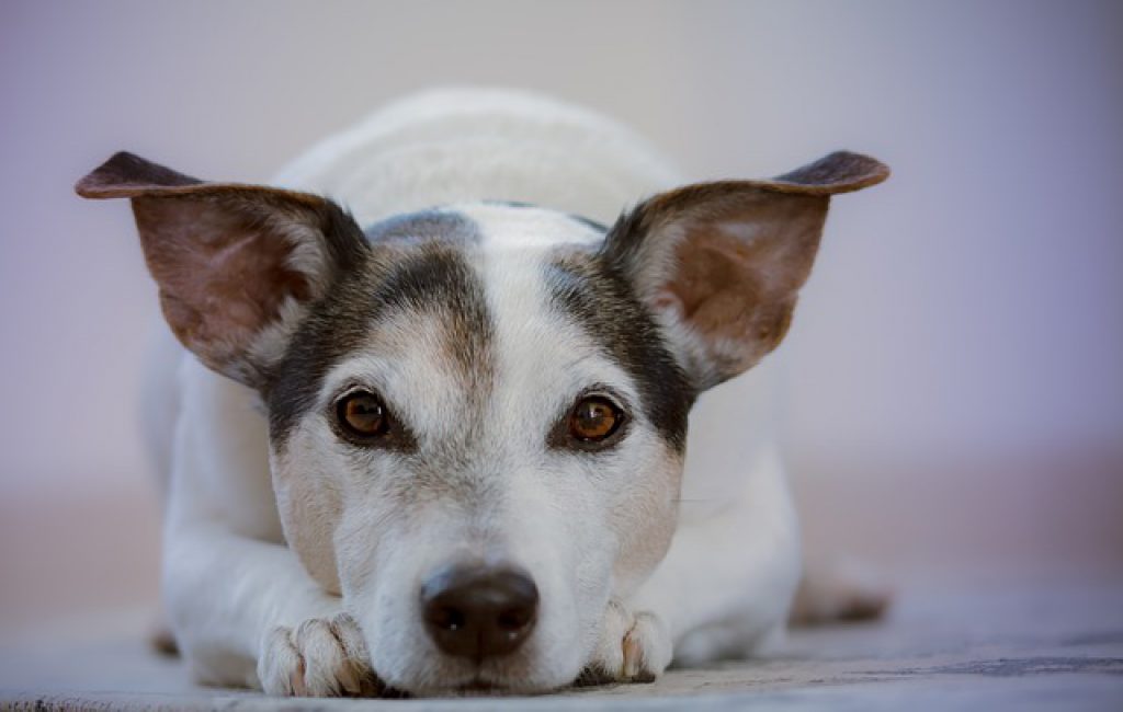 how long can a dog live with congestive heart failure
