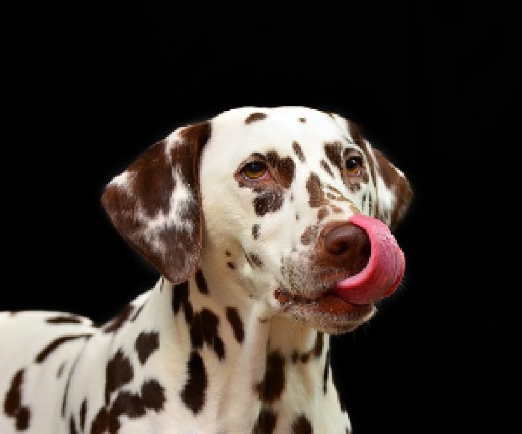 dog licking excessively suddenly