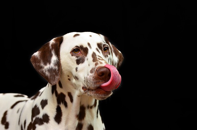 dog licking excessively suddenly