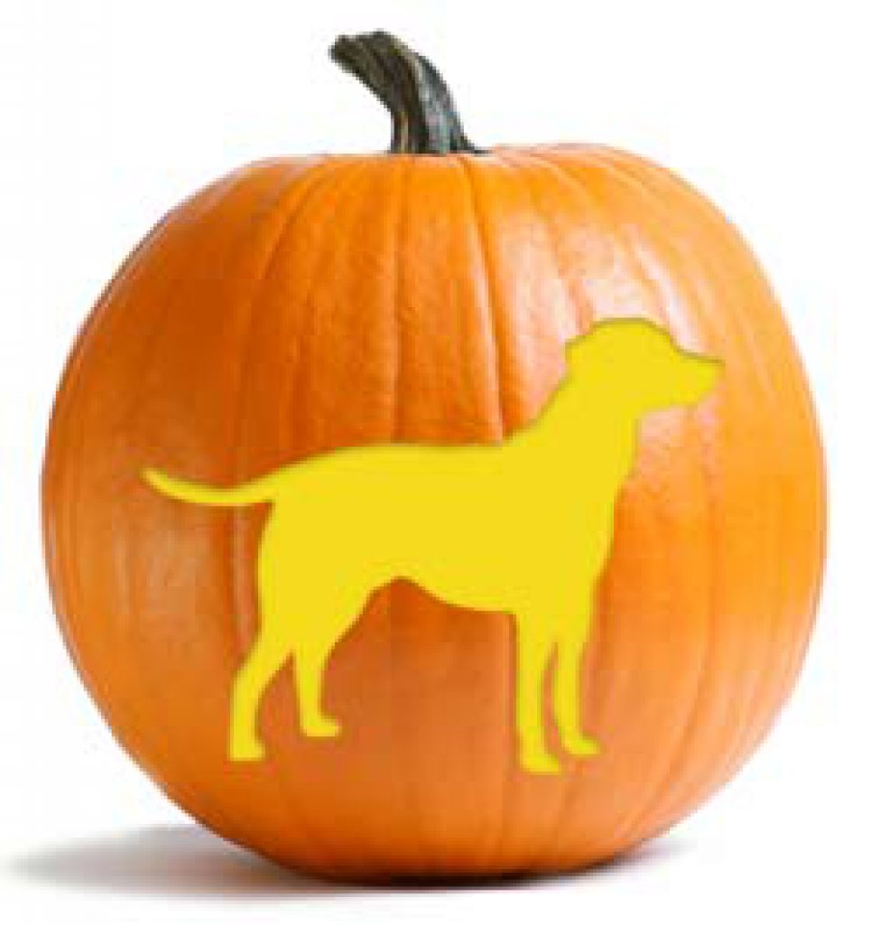 does pumpkin help dogs