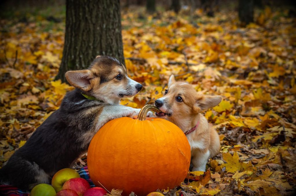 does pumpkin help puppies with diarrhea