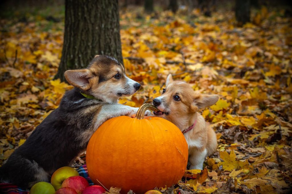 canned pumpkin for worms in dogs