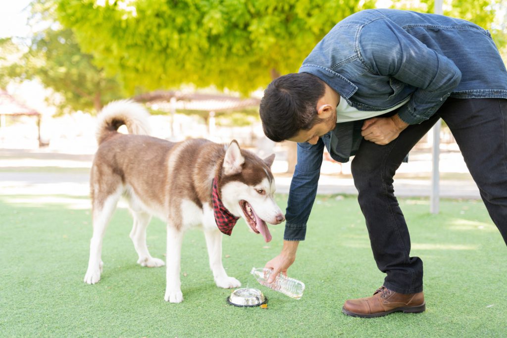 homemade dog water additive