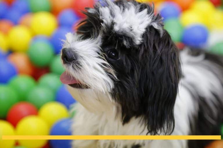 20 Small Dog Breeds That Don't Shed or Bark and Easy to Pet