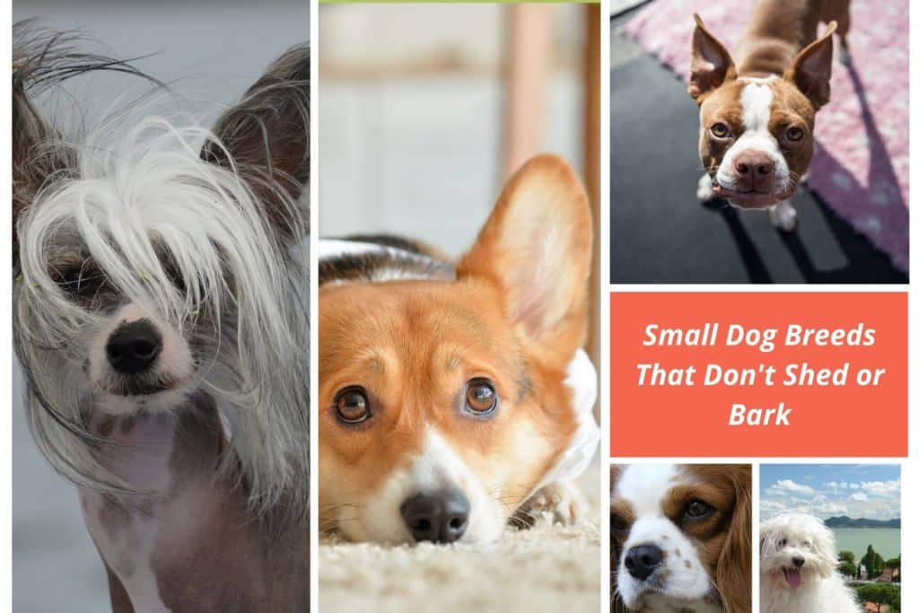 Small Dog Breeds That Don't Shed or Bark