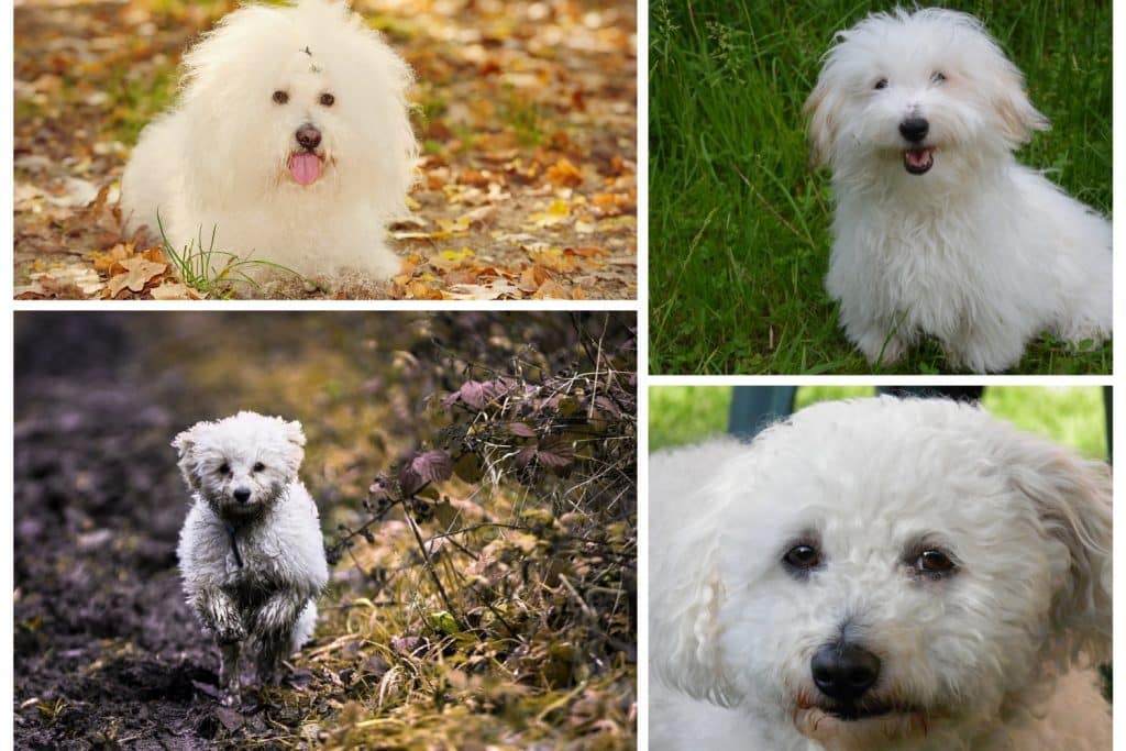 Small dog breeds with long hair