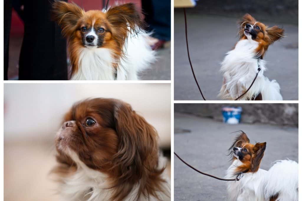 English Toy Spaniel