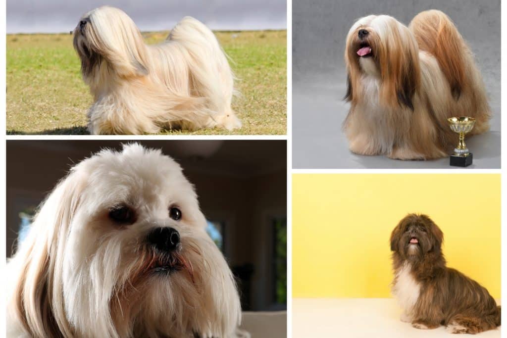 Lhasa Apso