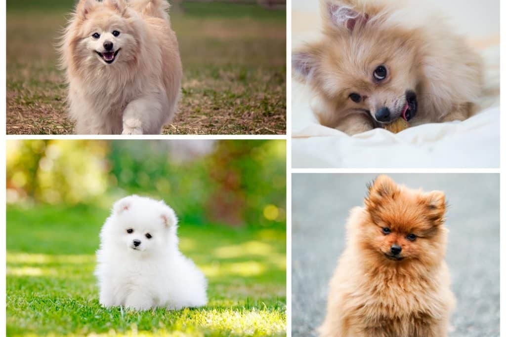 Small dog breeds with long hair