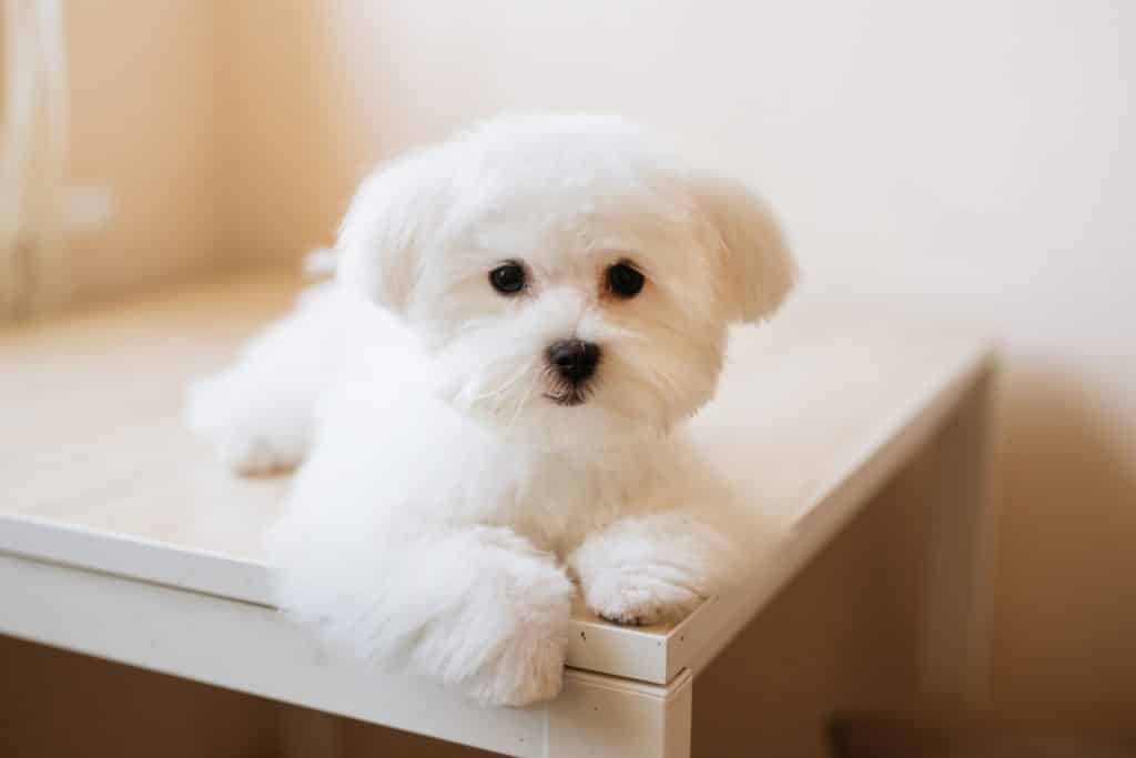 Small dog breeds with long hair
