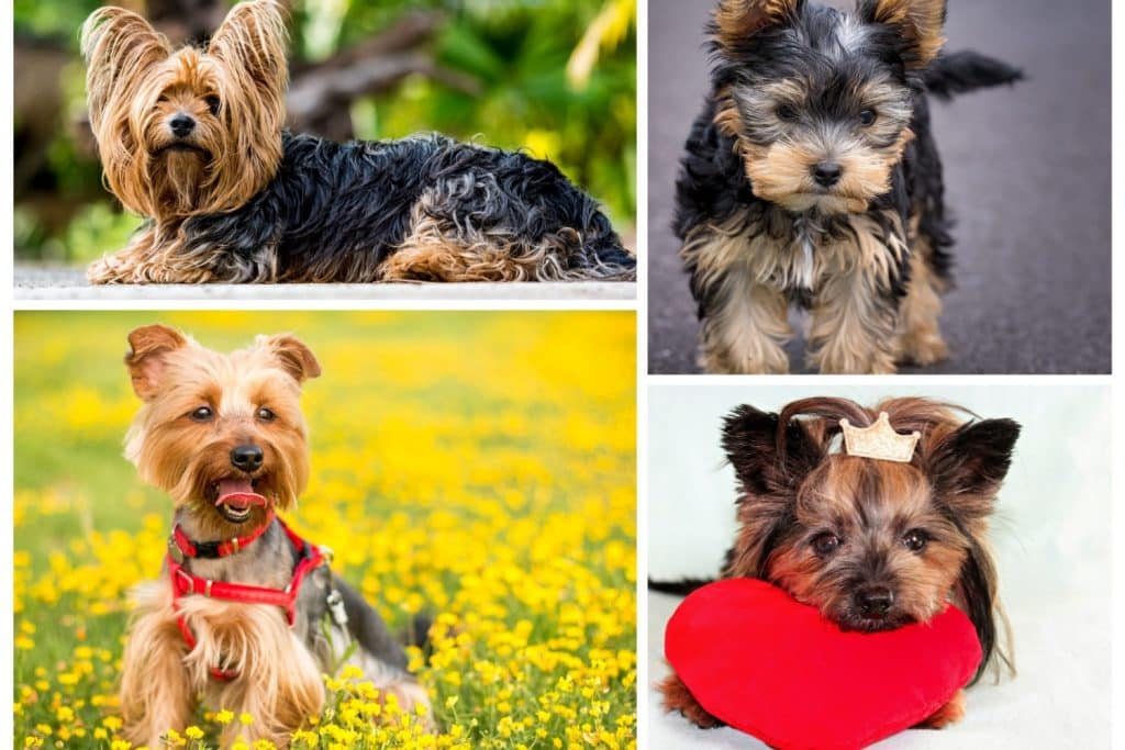 Yorkshire Terriers