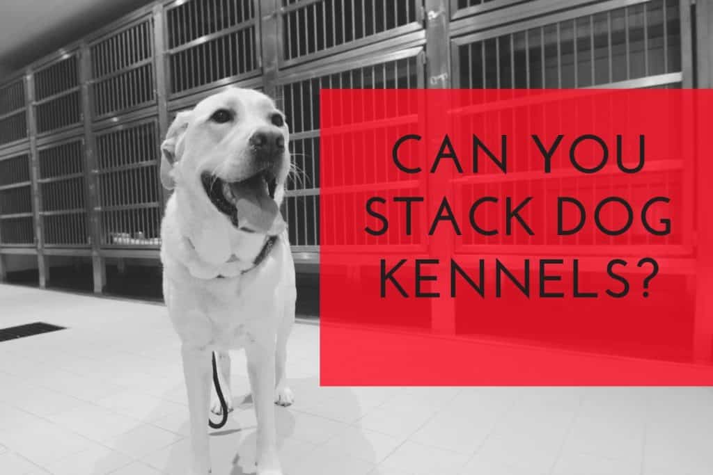 Can You Stack Dog Kennels to Save Space