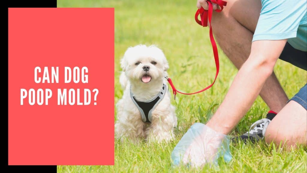 Can Dog Poop Mold