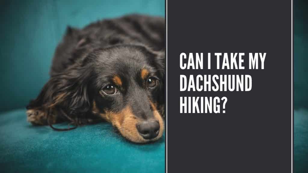 Can I Take My Dachshund Hiking