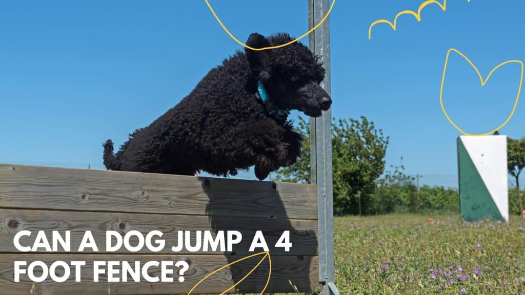 Can a Dog Jump a 4 Foot Fence