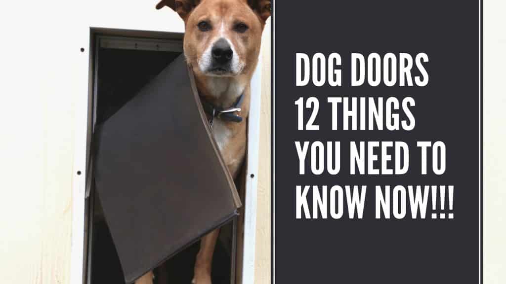 Dog Doors Things You Need To Know