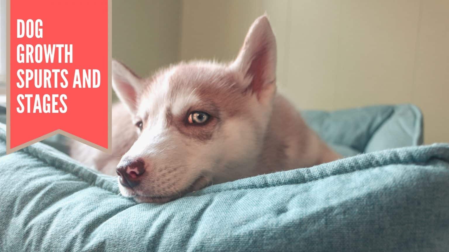 Dog Growth Spurts And Stages (Explained) DOG n DOGS