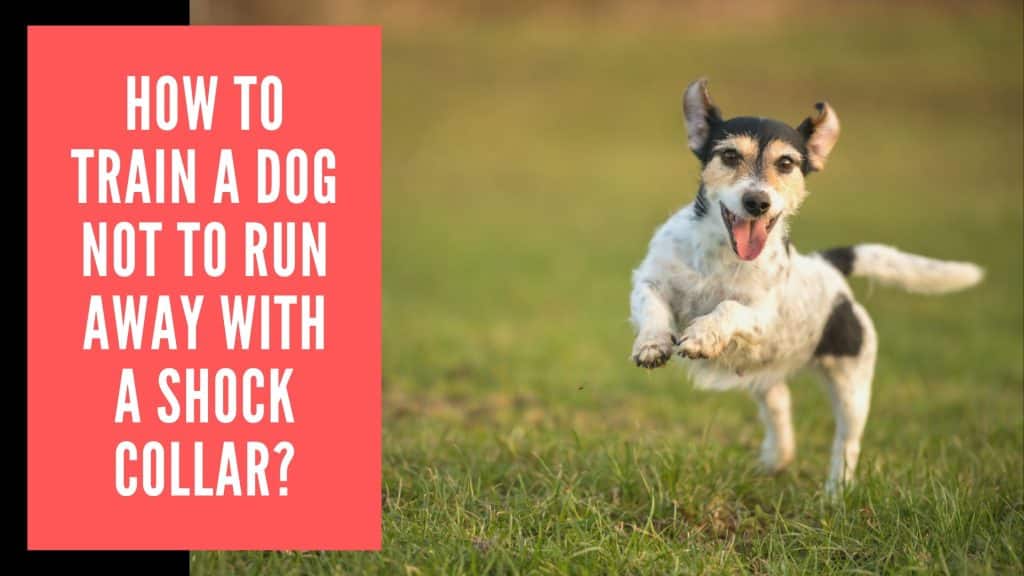 How To Train A Dog Not To Run Away With A Shock Collar