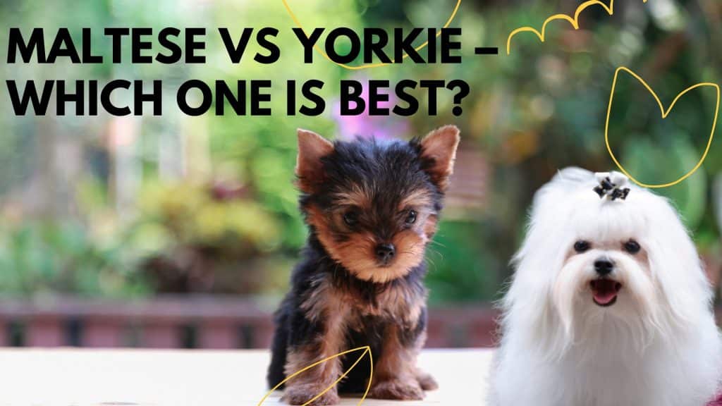 Maltese vs Yorkie Which One is Best