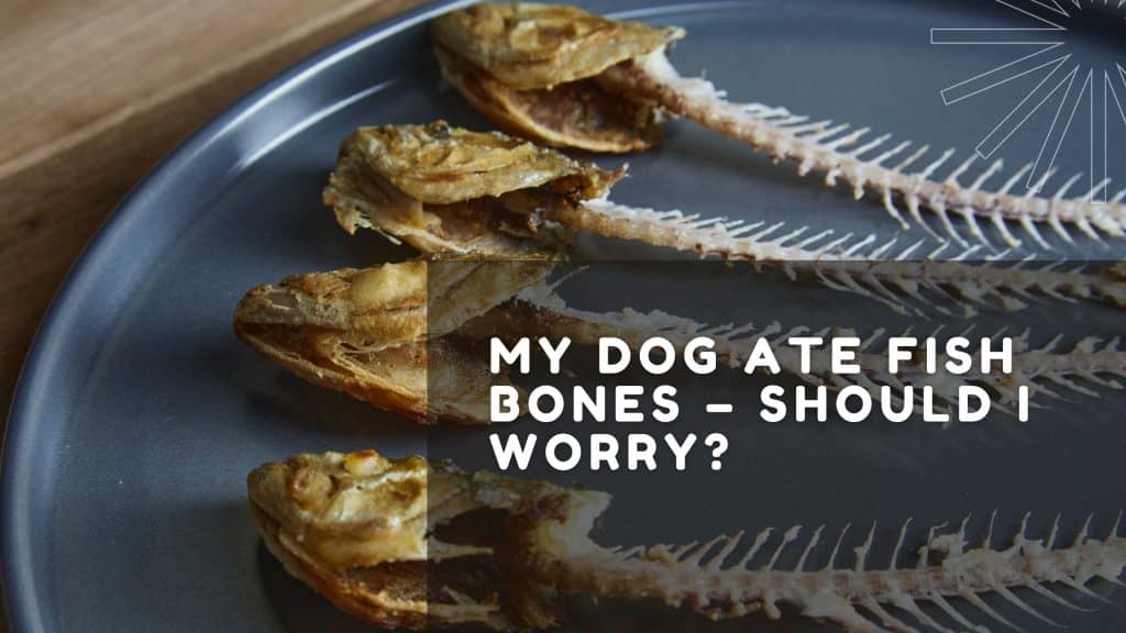 My Dog Ate Fish Bones