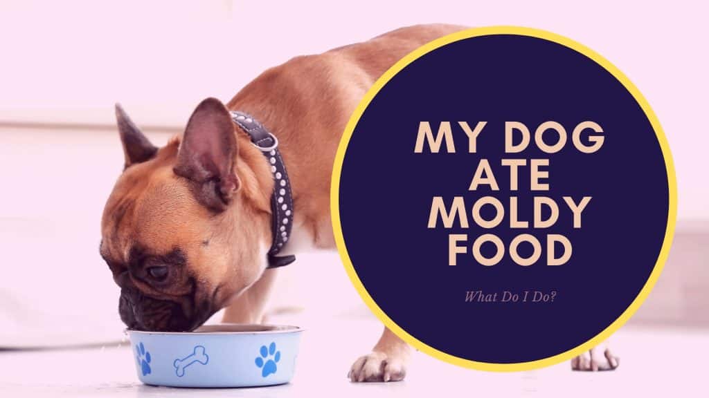 My Dog Ate Moldy Food