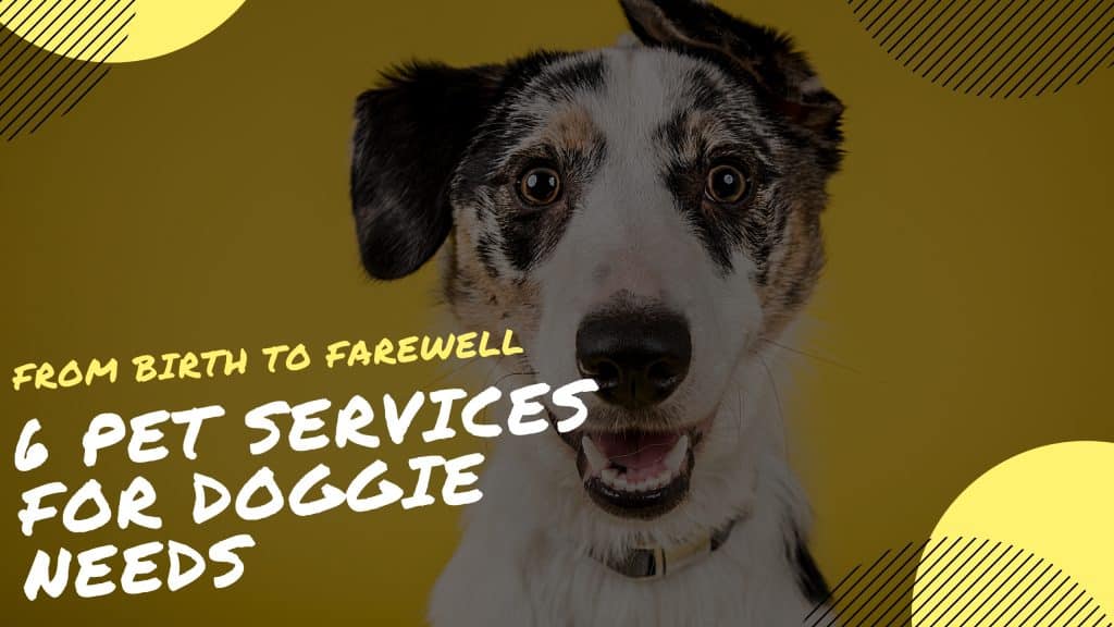 Pet Services For Doggie Needs