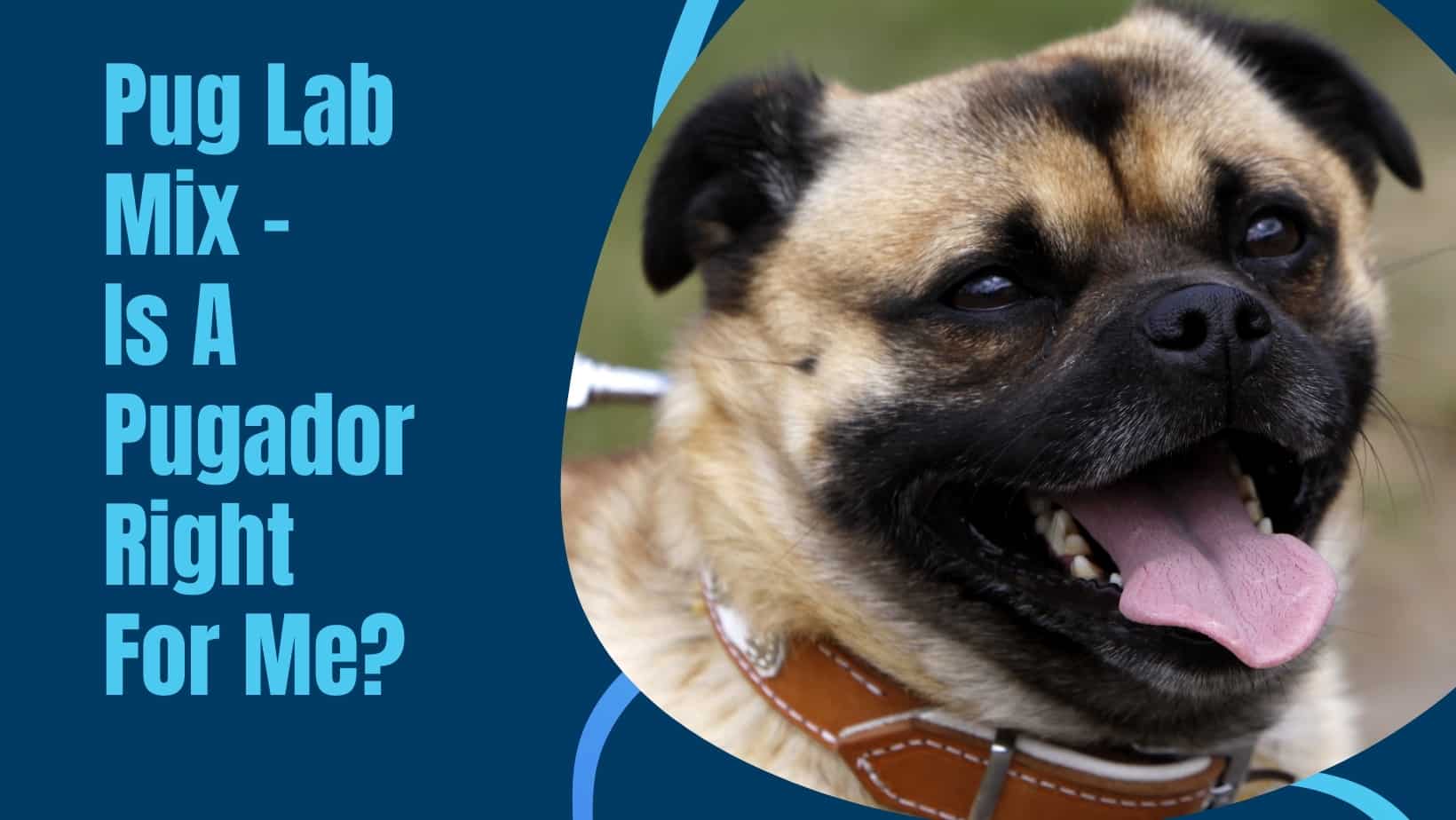 Pug Lab Mix Is A Pugador Right For Me? DOG n DOGS
