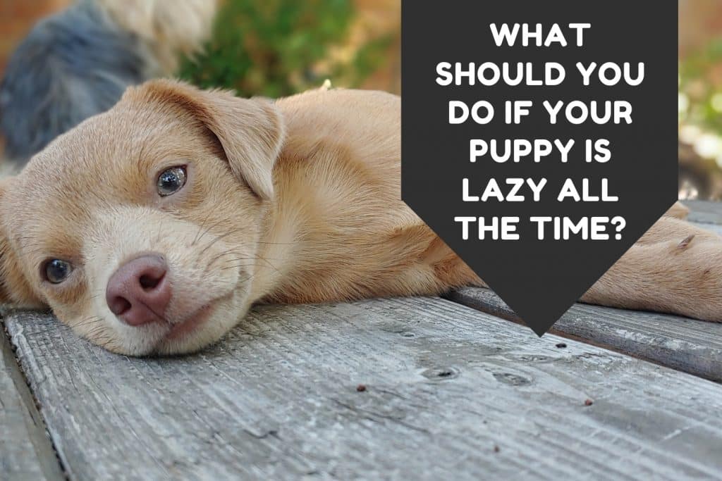 What Should You Do If Your Puppy Is Lazy All The Time