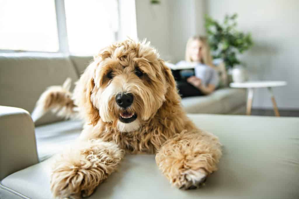 11 Dog Care Essentials You Need To Know