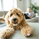 11 Dog Care Essentials You Need To Know