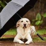 3 Essentials Gears for Walking Your Dog in the Rain