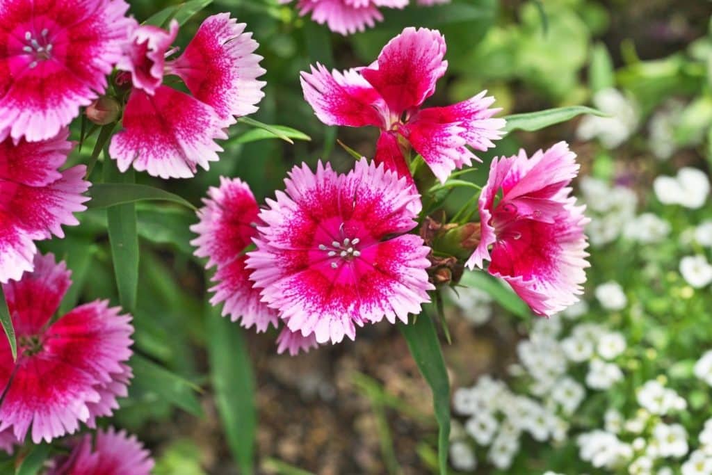 Are Dianthus Poisonous To Dogs
