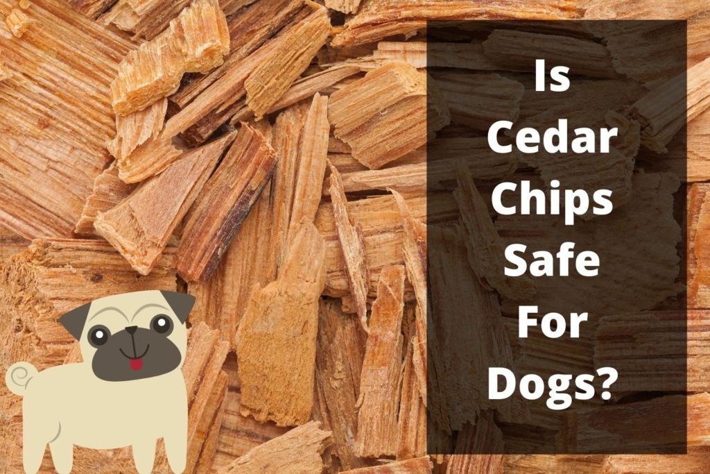 Is Cedar Chips Safe For Dogs