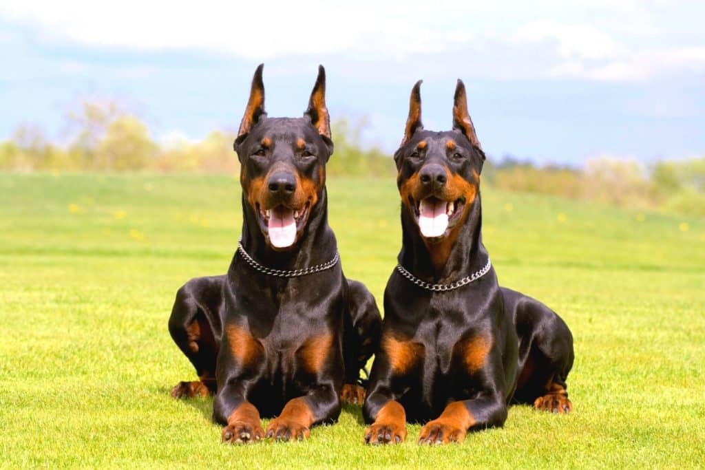 doberman ear cropping age