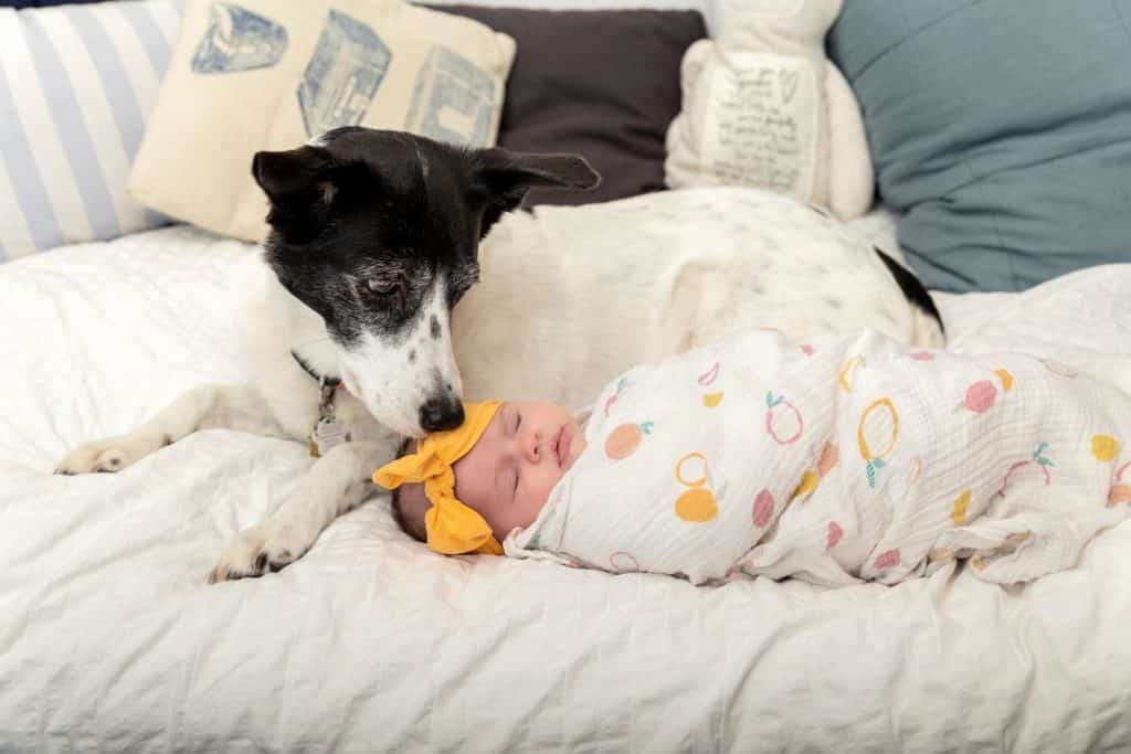 dog obsessed with newborn baby