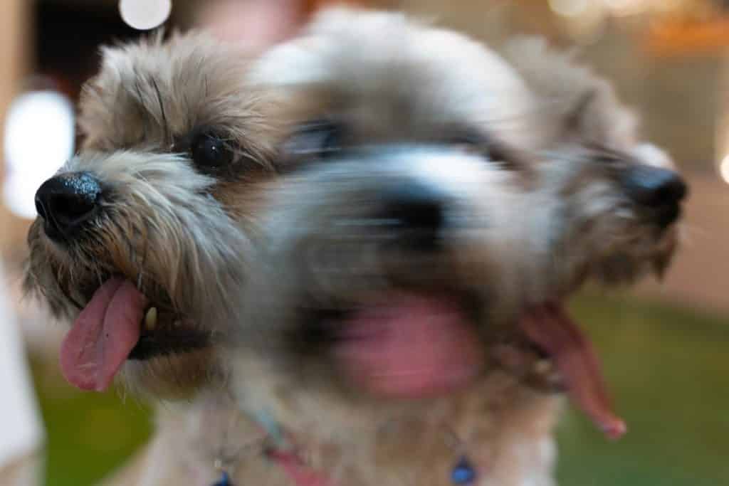 dog shaking head after ear plucking