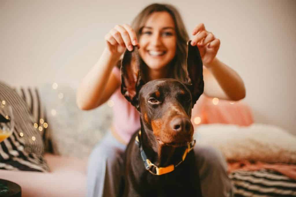 how to crop doberman ears at home