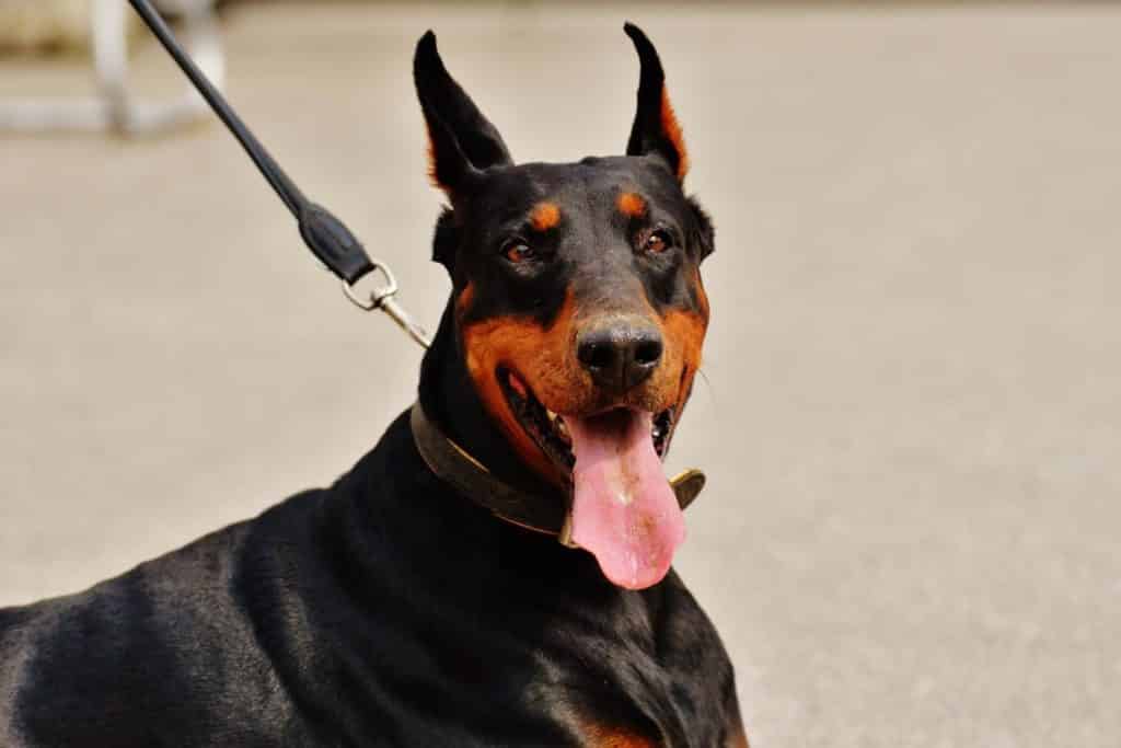 how to make doberman ears stand up without cropping