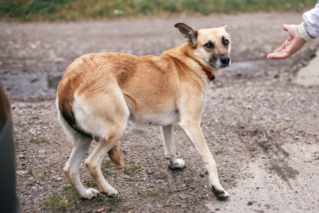 metallic smelling discharge from male dog