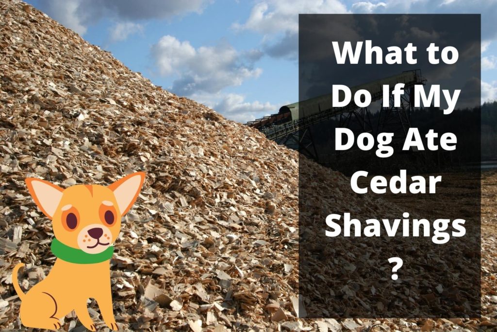 my dog ate cedar shavings