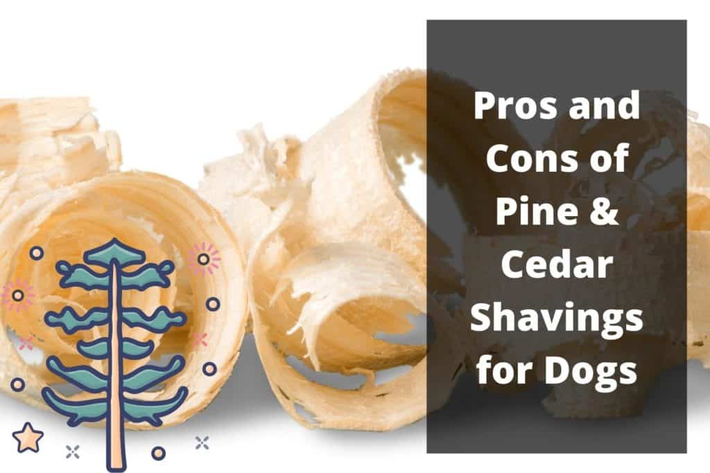 pine or cedar shavings for dogs