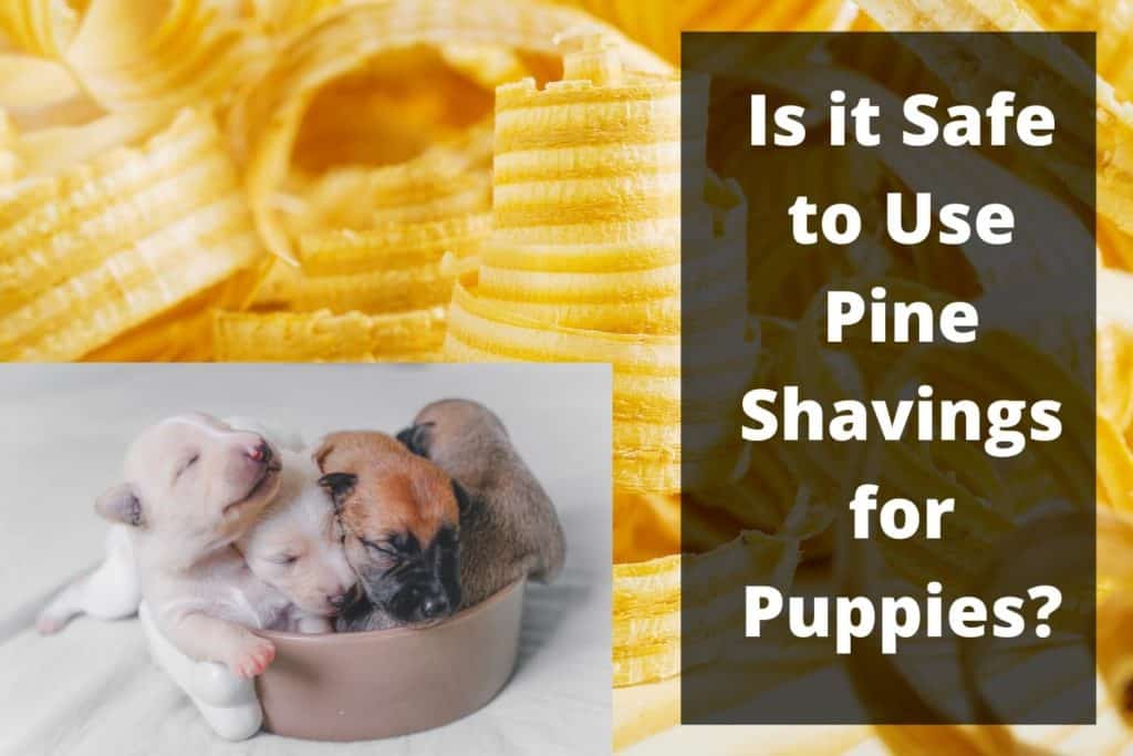 pine shavings for puppies