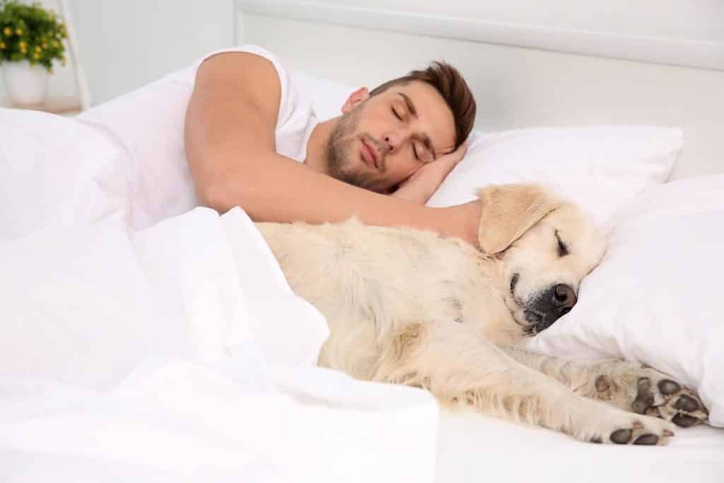 pros and cons of dog sleeping in your bed