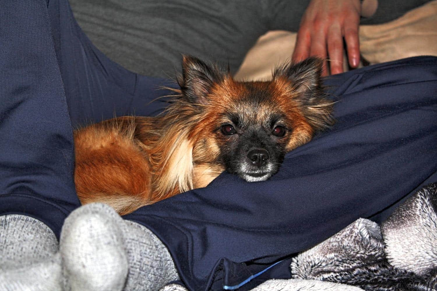 Why Does My Dog Have a Metallic Smell and How to Get Rid of It?