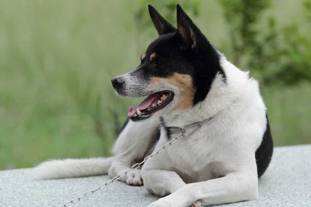 Are Purebreds or Mix Breed Dogs Healthier
