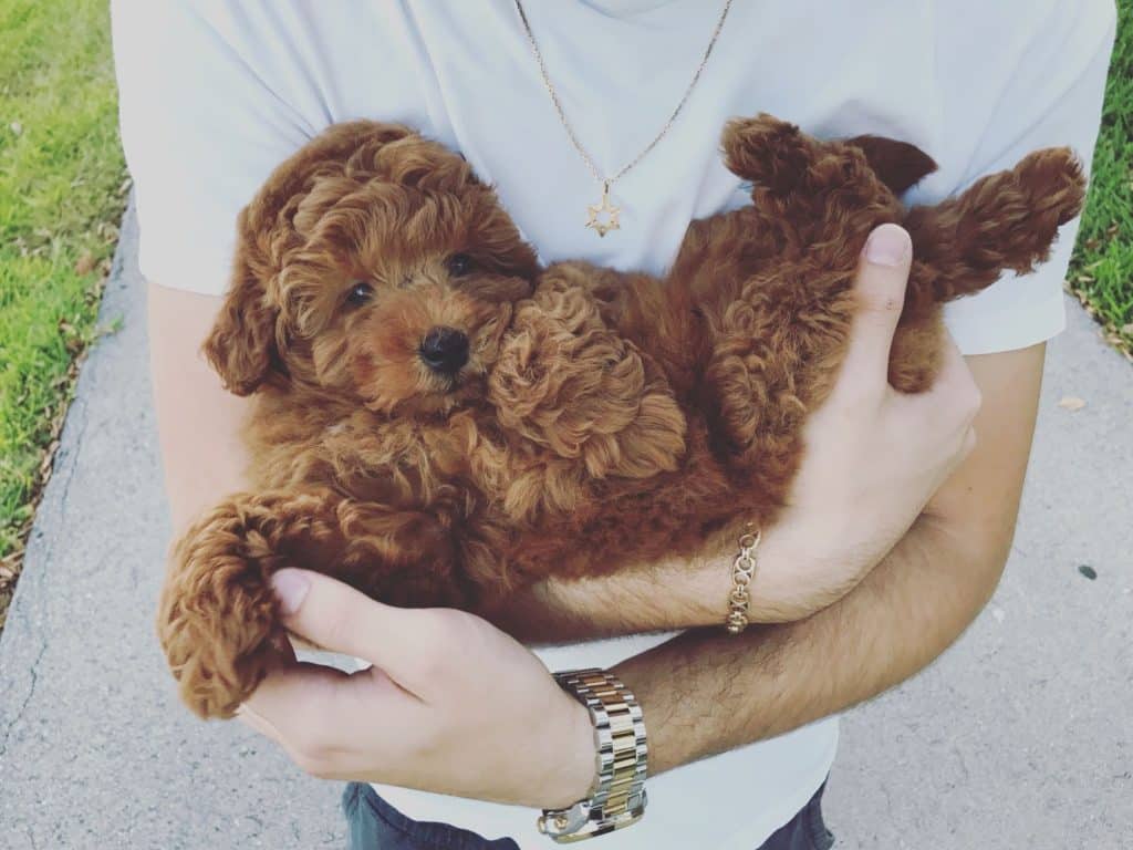 adorable Goldendoodle puppies for sale on Mawoo Pets