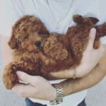 adorable Goldendoodle puppies for sale on Mawoo Pets